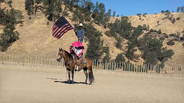 playday-quarter-horse