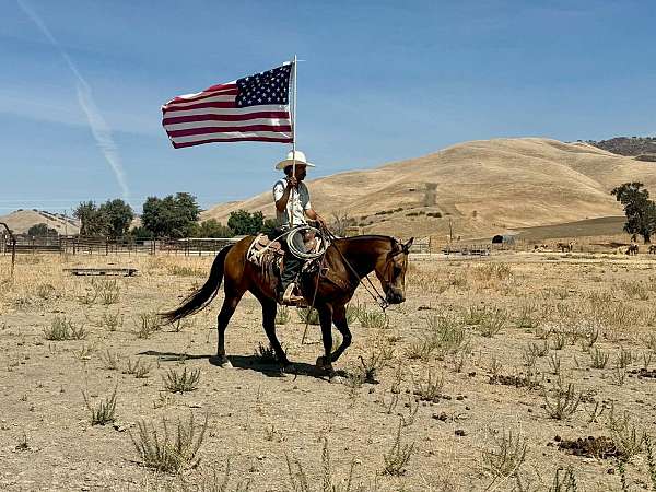 ranch-quarter-horse