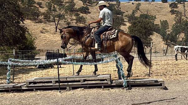 ranch-versatility-quarter-horse