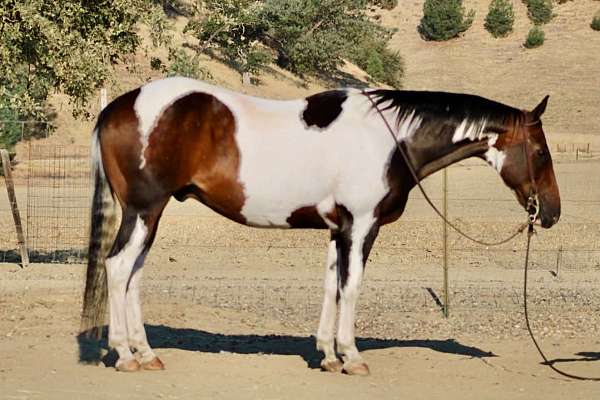 all-around-paint-horse