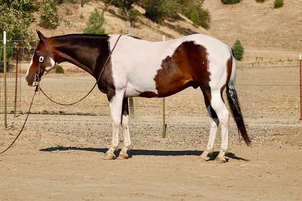 athletic-paint-horse