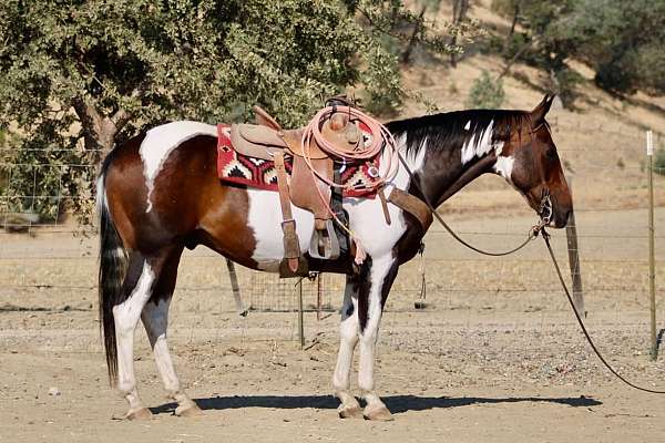 beginner-paint-horse