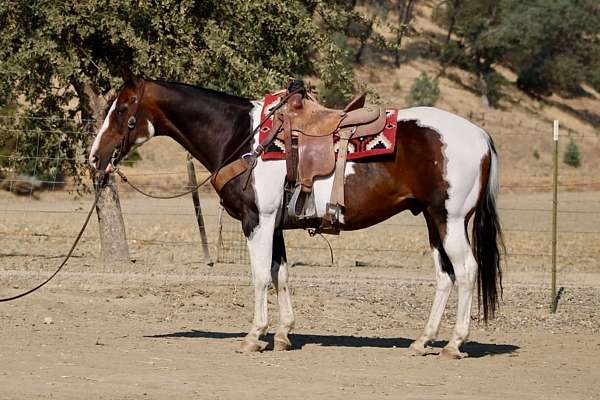 calf-roping-paint-horse