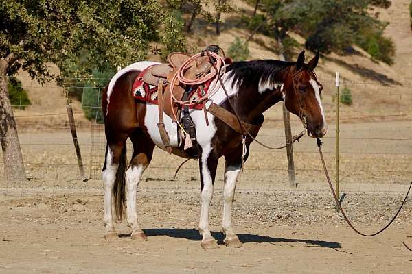 endurance-paint-horse