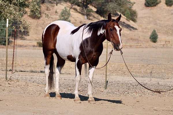 experienced-paint-horse