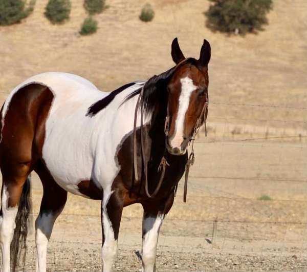 flashy-paint-horse