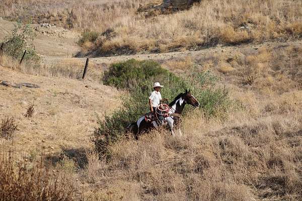 husband-safe-paint-horse