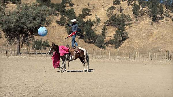 parade-paint-horse