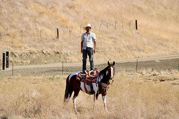 ranch-paint-horse