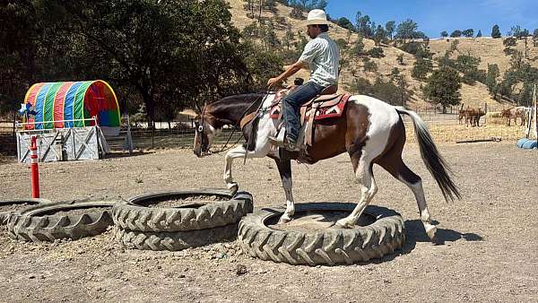 ranch-versatility-paint-horse