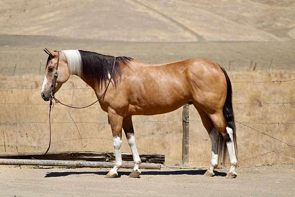 all-around-paint-horse