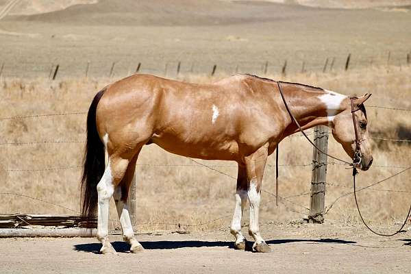 athletic-paint-horse