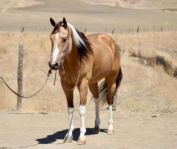 beginner-paint-horse