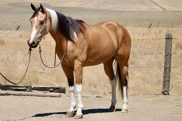calf-roping-paint-horse