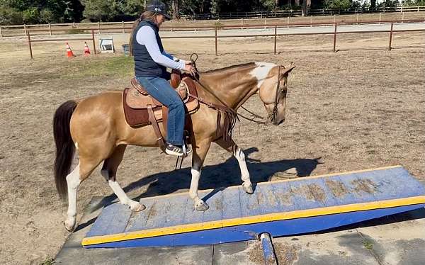 experienced-paint-horse