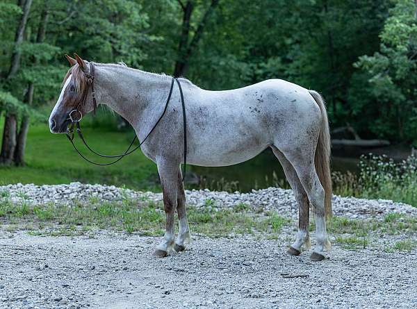 all-around-quarter-horse