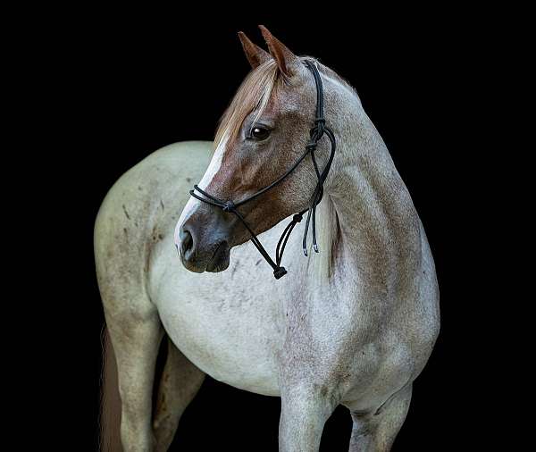 athletic-quarter-horse