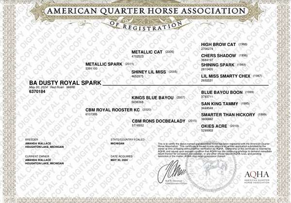 endurance-quarter-horse