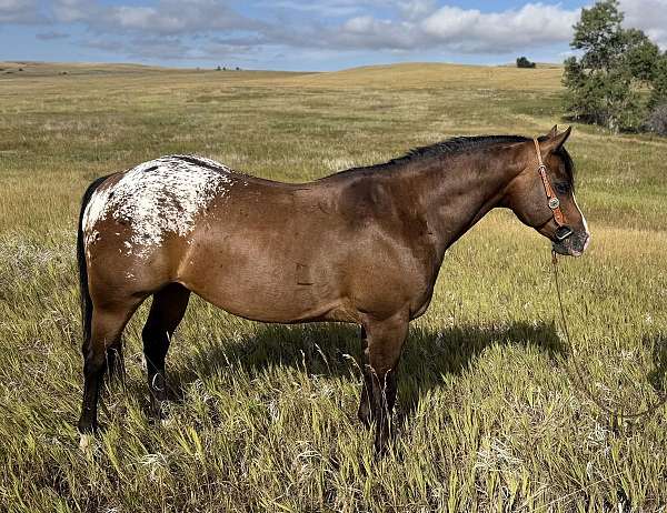 blanket-pony