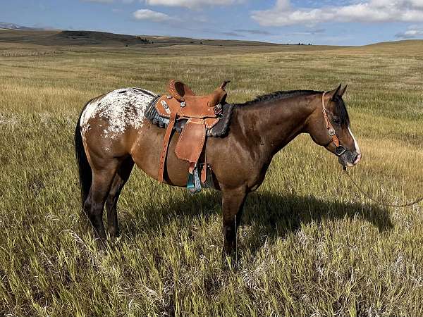 bay-blanket-pony