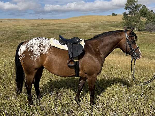 all-around-poa-pony