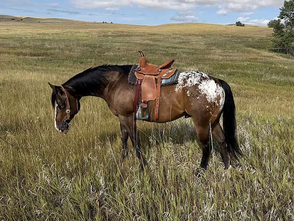 athletic-poa-pony