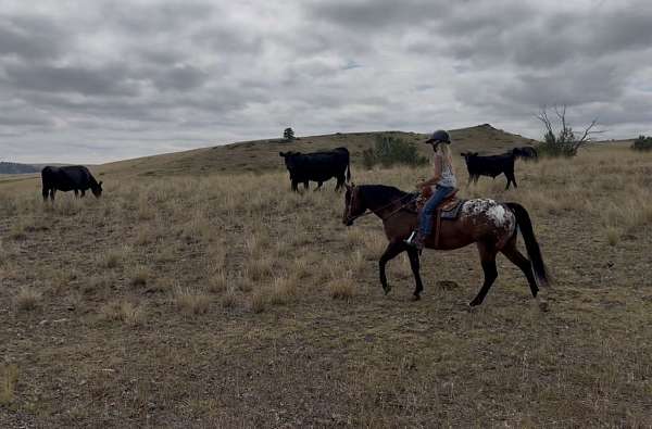 beginner-poa-pony