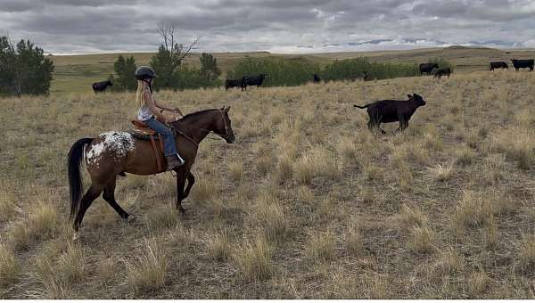 calf-roping-poa-pony