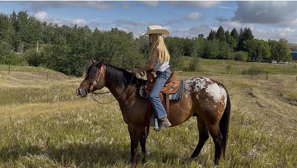 experienced-poa-pony
