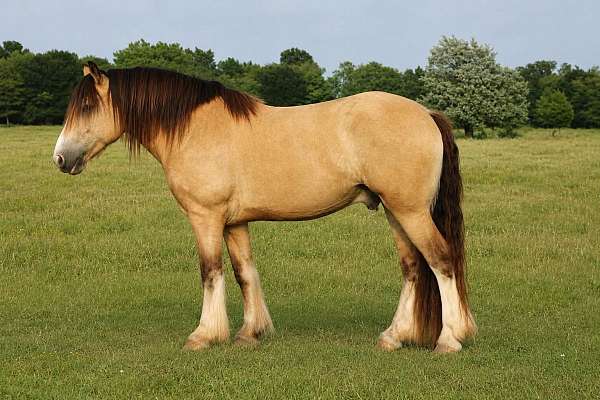 stockings-horse