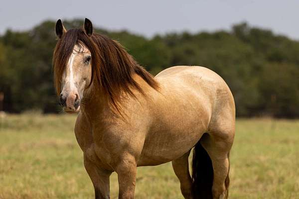 buckskin-stockings-horse