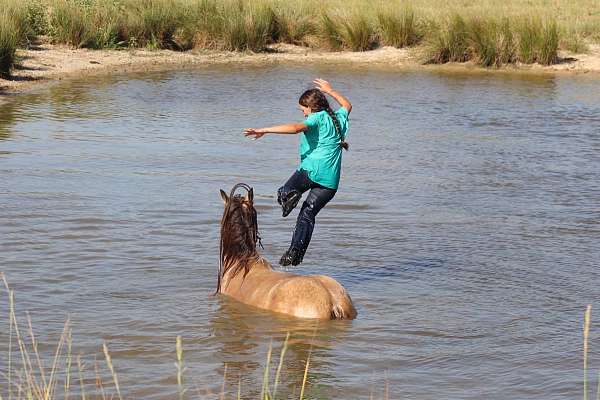 all-around-gypsy-vanner-horse