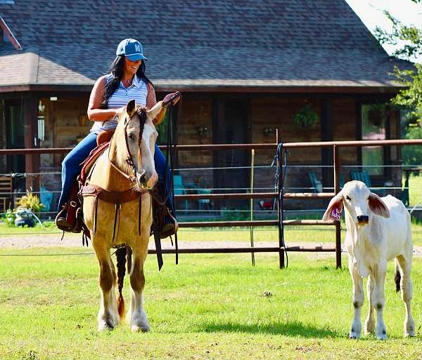 experienced-gypsy-vanner-horse