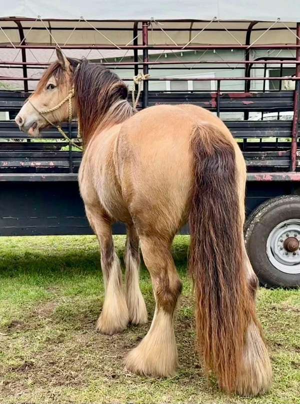 playday-gypsy-vanner-horse