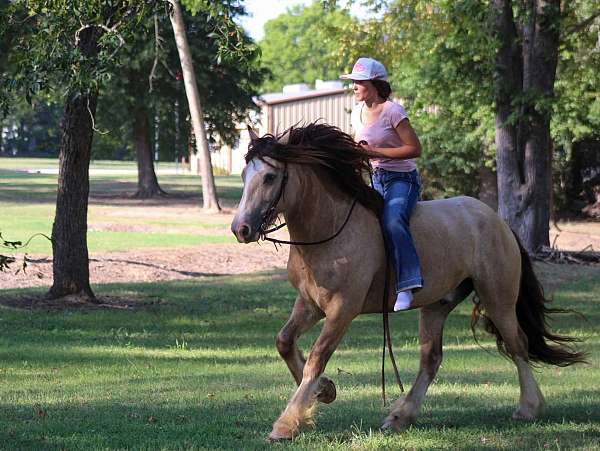 ranch-gypsy-vanner-horse