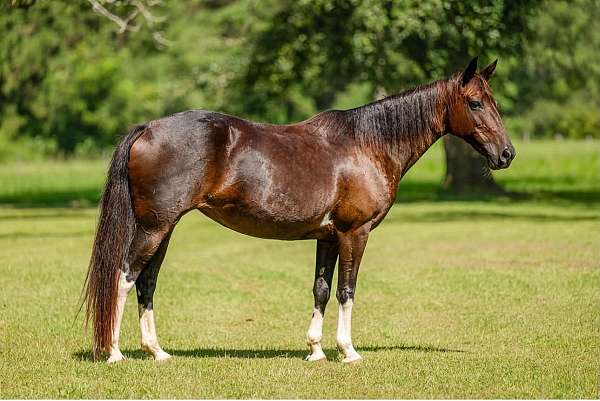 bay-all-around-horse
