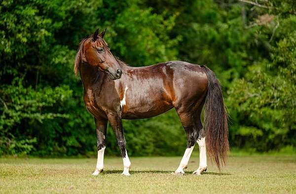 bay-athletic-horse