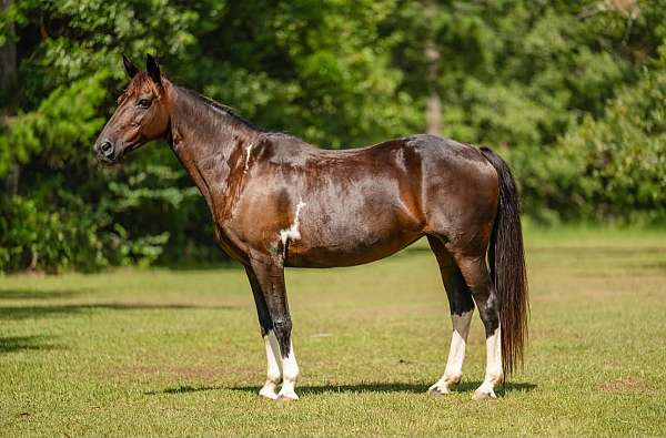 bay-beginner-horse