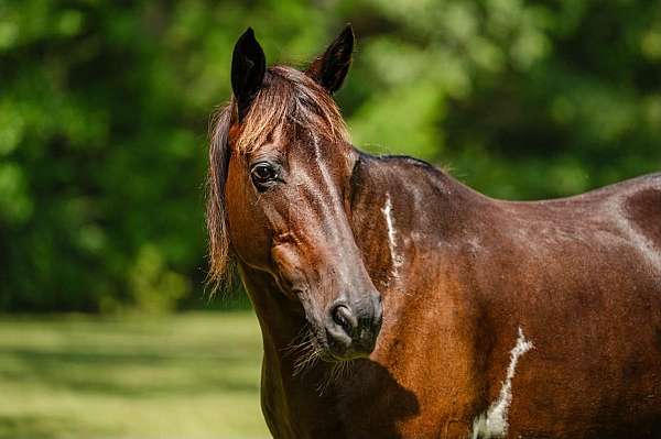 bay-endurance-horse