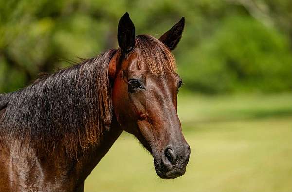 bay-experienced-horse