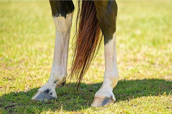 bay-flashy-horse