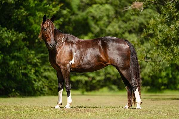 bay-gaited-horse