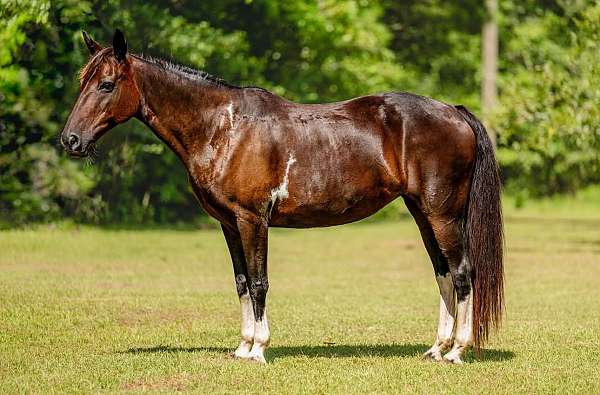 bay-husband-safe-horse