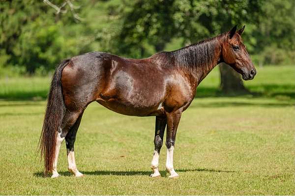 bay-kid-safe-horse