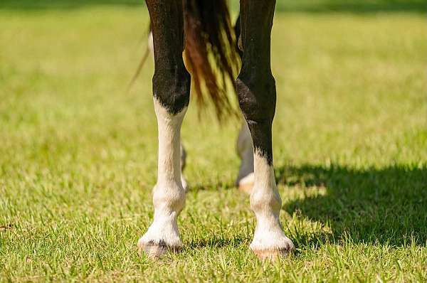 bay-pack-horse