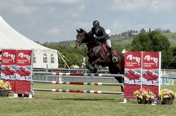 17-hand-canadian-gelding
