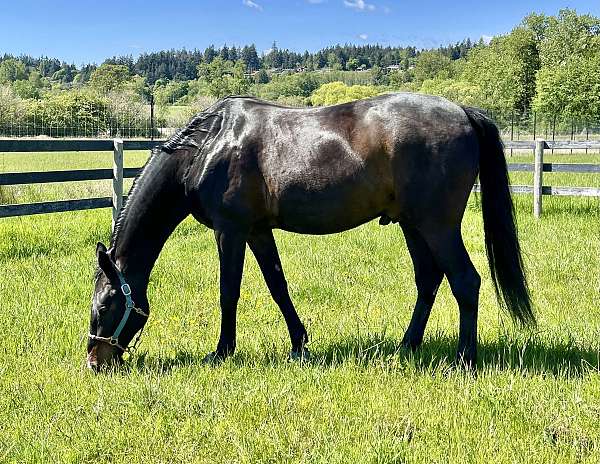 dressage-canadian-horse