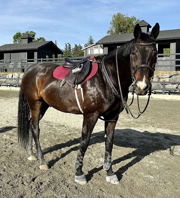 jumper-canadian-horse