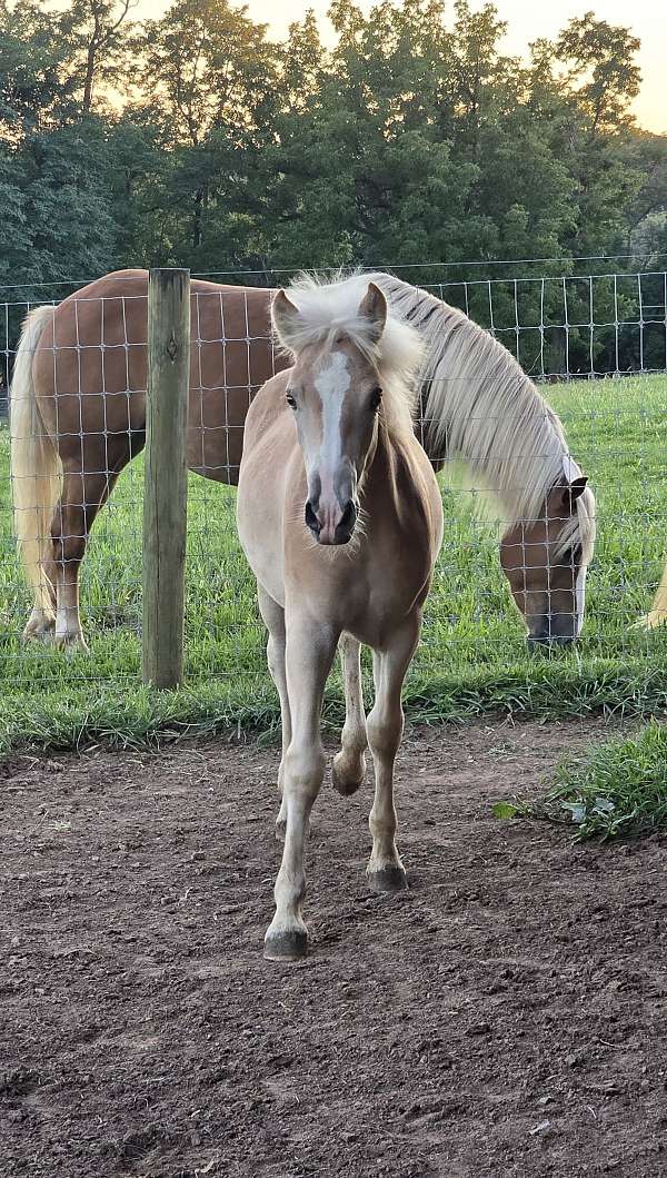 haflinger-horse-for-sale