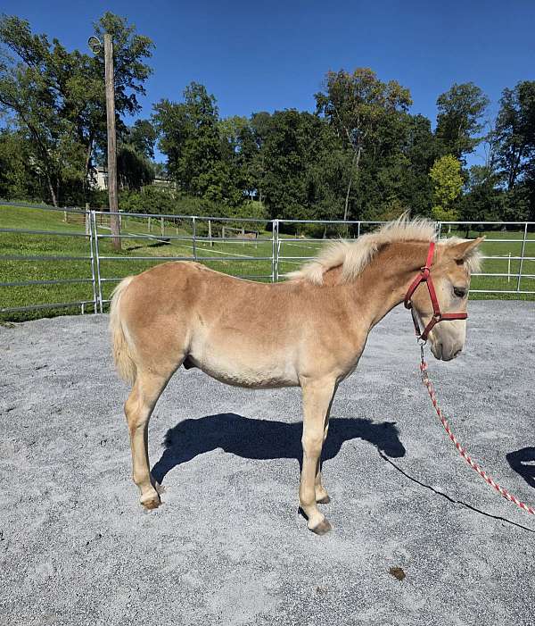 haflinger-weanling